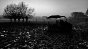Horses in the mist.