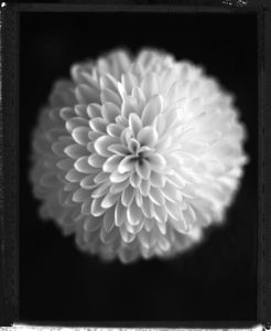 Chrysanthemum