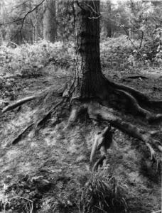 Roots, Wyre Forest