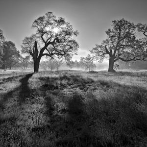 Shadows of Oaks