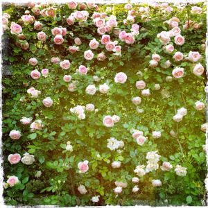 CIPRIANI GARDEN, VENICE
