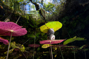 Water plants, snail and reflections at Cenote Dos Ojos