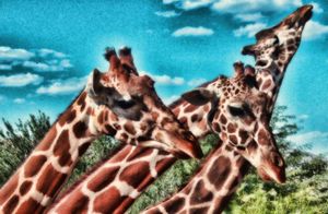 Giraffes!