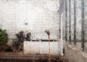 © Amanda Harman