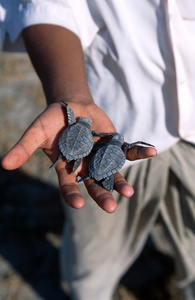 Olive Ridley sea turtle hatchlings at conservation centre, St Martin Island, Bangladesh