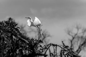 Fauna de Buenos Aires