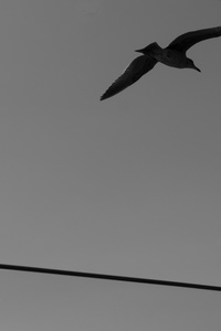 SILENT FLIGHT