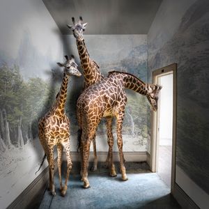 Serengeti Room