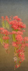 Red Spider Lily