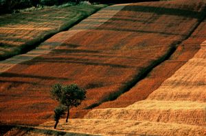 Champes Italie, Portraits of Trees