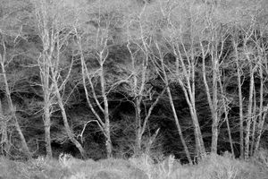 Dead Grove, Muir Woods