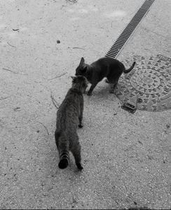 Stray Cats_9