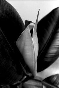 The remarkable resilience of a rubber plant - Tipping Point
