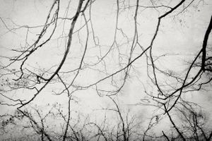Lonely Forest