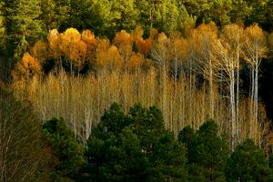 Fenton Lake, Jemez Mountains, NM