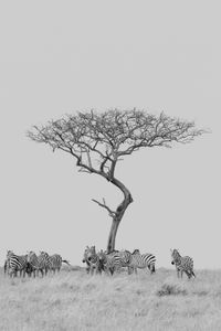 pamoja