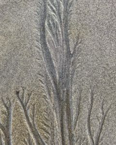 Sandy Veins