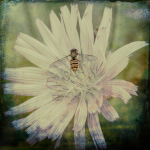 Insects art 3