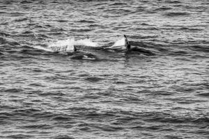 Orcas