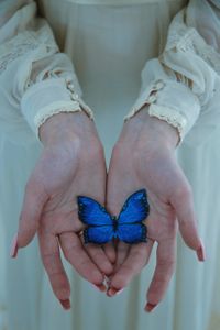 butterfly
