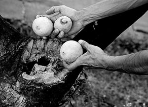 Land of "passion" and lemons - Terra di "passione" e limoni