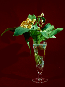 rose et muguet fanés