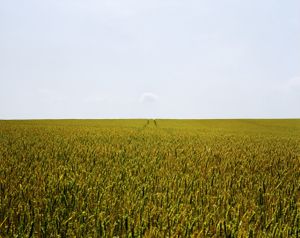 Desert #7 © Steve Meyler