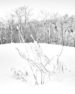 ZenMeditation - Plate 9