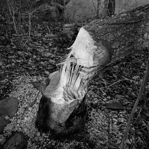Beaver Cut, Bushy Hill Pond, Deep River, CT, 12 30 22