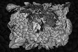Garry Oak Stomata