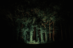 The woods