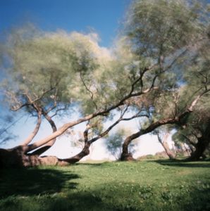Riverbank trees in the wind