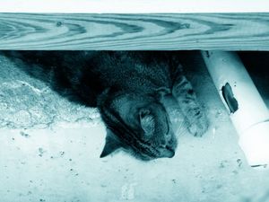 Blue Cat