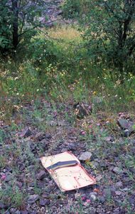 Briefcase in Trees