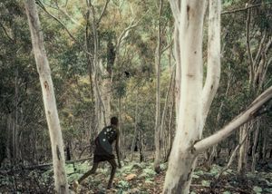 Black Birds and The Bushmen VII