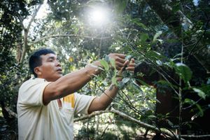 Hallucinogen plants from the Amazon.