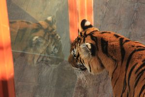 The tiger's reflection