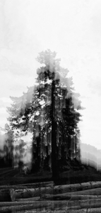Tree and Trunks