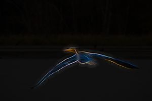 Flight