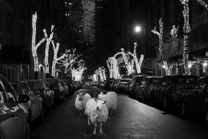 Night Lights