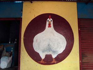 Chicken circled, west of Madurai, Tamil Nadu, 2010.