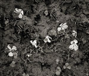 © Shahria Sharmin