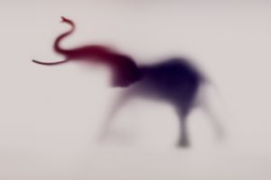 Wildblur-elephant-16.jpg