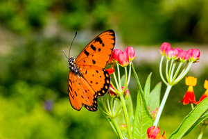 Tawny Coster Butterfly