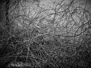 Brambles 49, Unionville, Ontario 2012