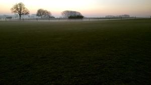 Horses in the mist.