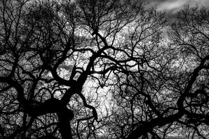 Diablo Tree