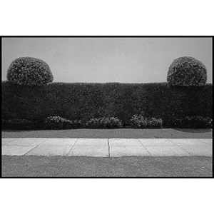 '2 Little Cojones' 1978