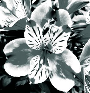 Remembering Georgia O'Keeffe_24