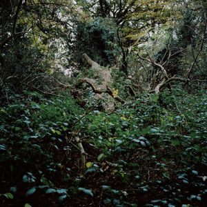 Fallen Tree on Heath, Putney, 2013 © Ali Mobasser